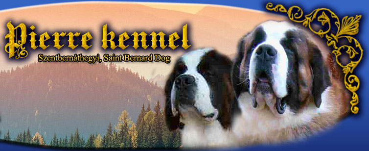 st bernard dog, St. Bernard, Saint Bernard Dog and Puppies,